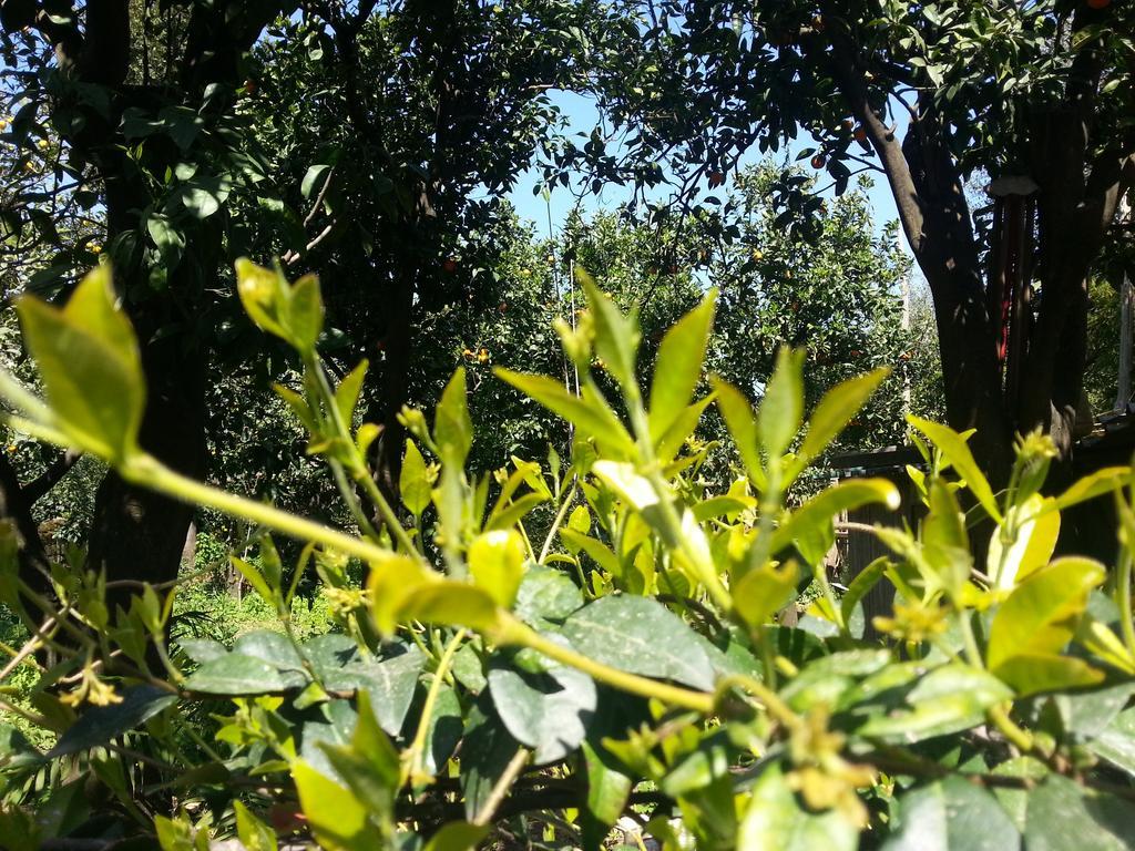 Villa Susy Sant'Agnello Esterno foto